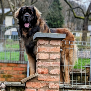 IMG-20240315-WA0041 IMG-20240315-WA0041