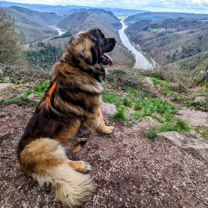 IMG-20240316-WA0031 IMG-20240316-WA0031