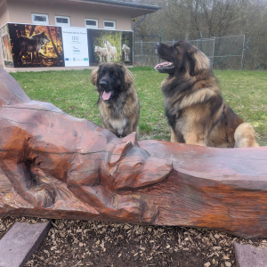 IMG-20240316-WA0064 IMG-20240316-WA0064