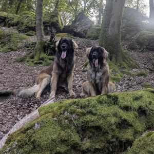 IMG-20240903-WA0075 IMG-20240903-WA0075