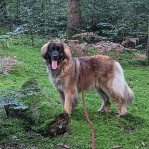 IMG-20241001-WA0010 IMG-20241001-WA0010