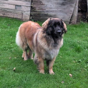 IMG-20241008-WA0001 IMG-20241008-WA0001