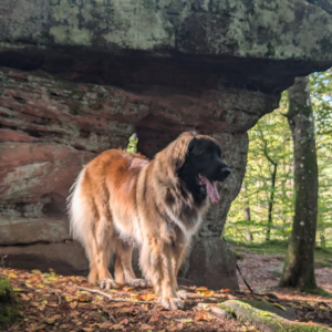 IMG-20241013-WA0042 IMG-20241013-WA0042