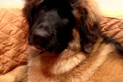 image-7