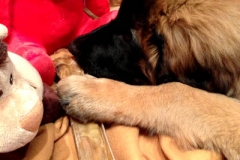 image-8